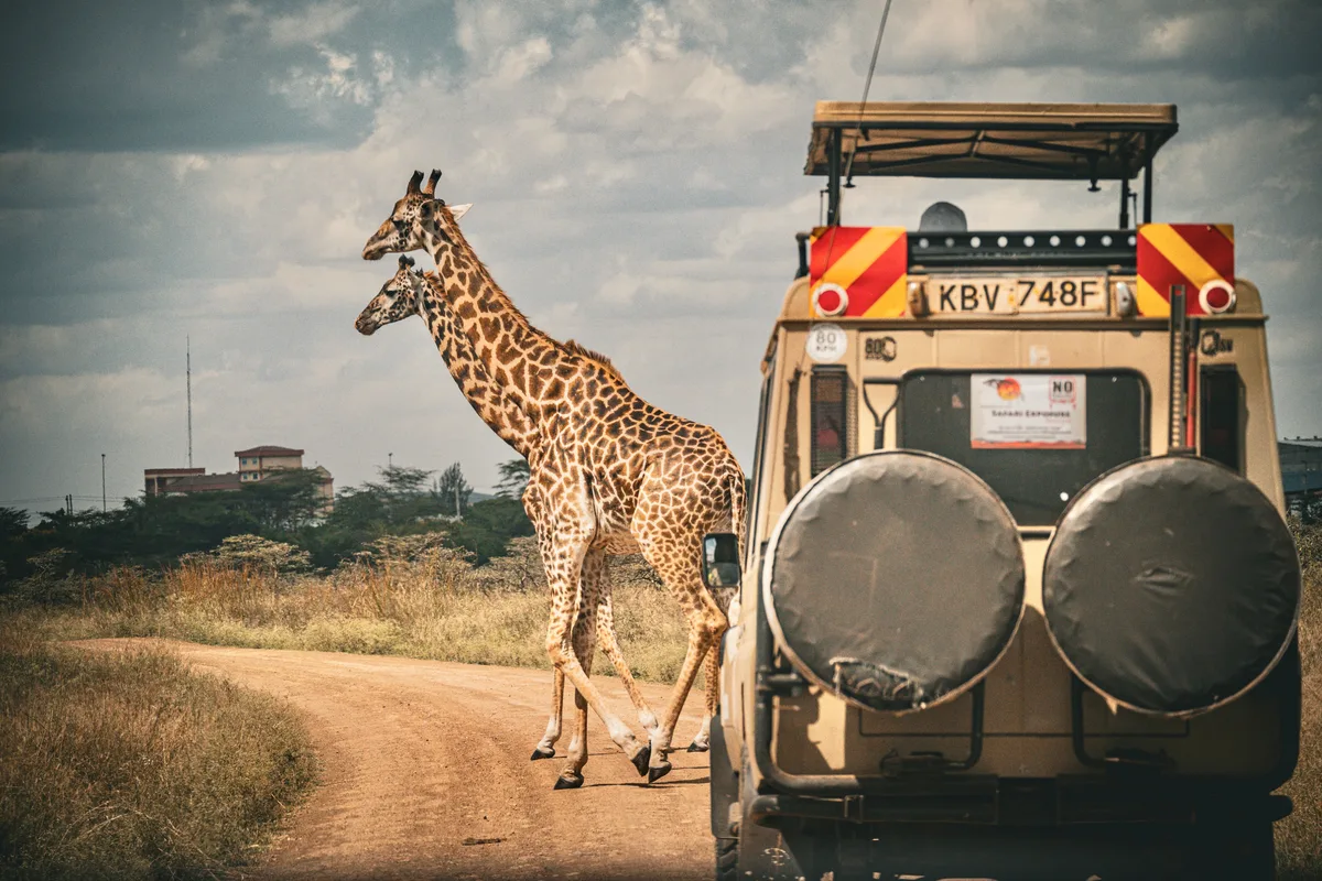 Safari classique au Kenya – Amboseli, lac Naivasha et Masai Mara